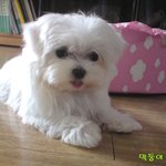 (사진有) 애교 100단 "봄이"를 소개합니다