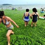 <b>청정</b> 녹색중국의 해수욕장