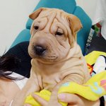 수정)<b>대폭발</b>, 그들의 개(犬)