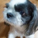 ★개판★개 털을 잘랐는데!! 사진有동영상有