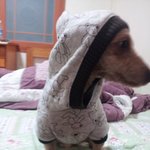 (수정有)★★★핏을 아는 간지견★★★<b>동물</b>판♥