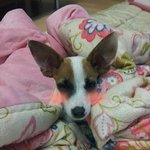 ★★★잠잘때마다 이상해지는 우리집 강아지 <b>캐리</b>ㅋㅋㅋㅋㅋㅋㅋ