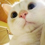 다양한 <b>표정</b>의 귀여운 고양이들