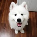 ※※※강아지 학대하는 무개념봐라※※※