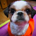 (사진有) 속눈썹 붙인 우리집 멍멍이