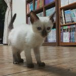 사진有,스압대박]★저희집 고양이 매실이를 소개합니다!!★