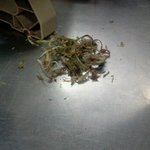 음식점파<b>저리</b>맛있에드셧죠??