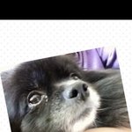 사랑스런 저희 호두를 소개합니다^_^