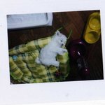 [犬판]  3대 지랄견보다 더 지랄맞은 우리집 강아지