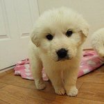★犬판★우리집 막내는 나보다 크다 사진有★