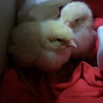 (내용 수정)집 앞에서 <b>병아리</b>를 주웠습니다.