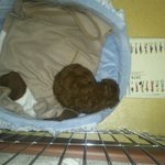 ★★★★★((사진有))  동물판임돠, 관심좀 줍쇼,,ㅋㅋㅋㅋㅋㅋ★★★★★