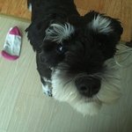 지랄해도 괜찮은 우리집 슈나♡♡♡♥♥♥