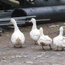 오리오리 <b>동동</b>....