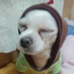 우리집 강아지 아가들