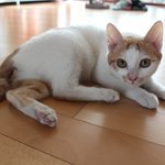 (수정)사진,동영상有 ★(<b>동물</b>판)귀여운 우리집 냥이를 소개합니다...