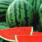 아니이게 <b>수박</b>이야 가슴이야