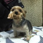 ★☆개판☆★(사진有)생일맞은우리犬단비의생일을추카<b>헤</b>주세요♥♥♥♥♥