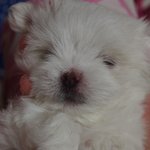 ★개판)흔한 <b>암컷</b> 말티즈 사진 ㅋㅋㅋㅋㅋㅋㅋㅋ
