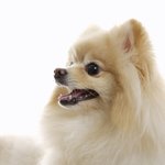 강아지눈되는렌즈 !!!!!!!