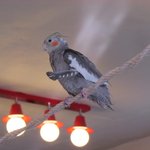 어린애때문에 <b>꼬리</b>잘린 앵무새