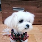 ♥♡개판♥♡저희집 아롱이가 출산했어요(동영상有느님)