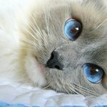 ★★세상에서 가장 이쁜 <b>동물</b>들★★귀여움주의/스압주의