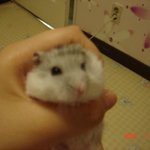 ★★★新동물판 햄스터판 (사진,동영상 흘러넘치게 있으有)★★★