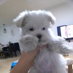 ★★우리집강아지<b>몽이</b>에게★★