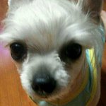 ★★★★사진有..뒷모습만보면 미니피그인 초코를 소개합니다 [개판]★★★★★