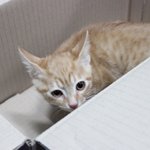 우리집 고양이 <b>솔</b>이를 소개합니다 (사진 多多多)스압주의