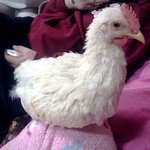 수정ㅋ(닭소개)★★☆☞애완닭을 소개합니다☜☆★★