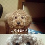 (신선톡)☆☆☆☆<b>오리</b>와 함께한 추억편지만들기☆☆ㅍ☆(집강아지)