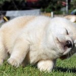 ★★★올해 봄 it 아이템 스카프<b>tip</b>★★★