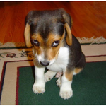 이런 <b>cg</b>...비.... 마 돈나 열받앙...