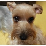 어디하나 빠질데 없는 율이의 <b>임보처</b>가 급해요~~