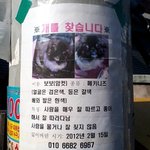 ★대구시 (입석동→ 동촌동) 개를 찾아주세요★