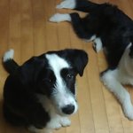 ★강아지판/사진有★ 약 6개월간 우리집 두 마리 콜리 아가들의 ...