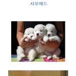 ★★귀염간지<b>폭풍</b> 사모예드★★