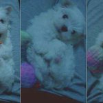 ▶▷♥★개판★ 2탄!!!!!! 말티즈와 아이들 [사진有]