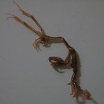 여러분 이게 무엇일까요? 외계생명체?