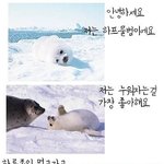 [퍼뜨려주세요]必<b>하프</b>물범의이야기必
