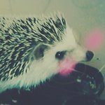 사진有)고슴도치판! 우리집 매력덩어리를 소개합니다 .
