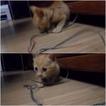 (<b>사진</b>有)우리<b>집</b> 고양이 후를소개합니다☆☆ㅎㅎ