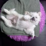 ★★★파보<b>바이러스</b>에 감염된채 분양받았던 몽룡이(사진有 개판 흥해라~...