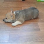 매력적인 숏다리견ㅎ.. 우리집 <b>웰시</b>코기-!♥