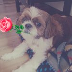 ★☆★☆개판!!!★☆(사진有노윤호) 우리집 사차원견을 소개합니당☆★☆★