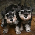 ★★★세계 3대 악마견, 천사견 (개 키울거면 필독)