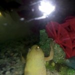 ★★★★★사진有★★★★★혐오주의)님들 수중개구리라고 들어봣음?그...