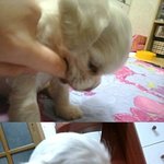 ★★★사진有 [개판] 말그대로 개판★★★